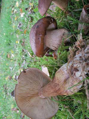 Tricholoma_fulvum