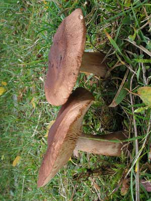 Tricholoma_imbricatum