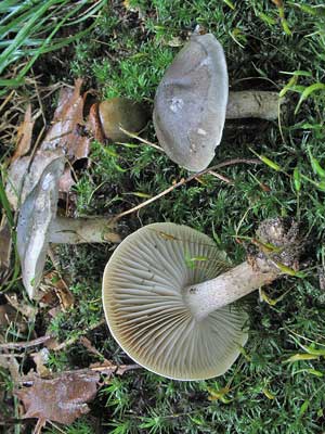 Tricholoma_saponaceum