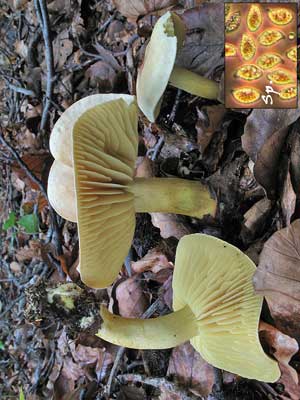 Tricholoma_sulphureum