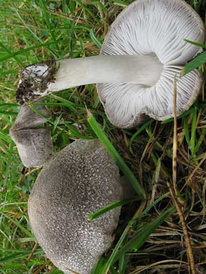 Tricholoma_terreum