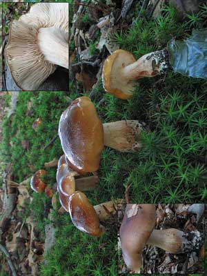 Tricholoma_ustale