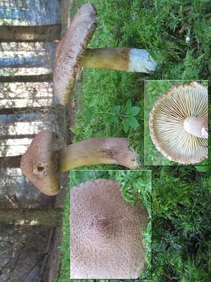 Tricholoma_vaccinum