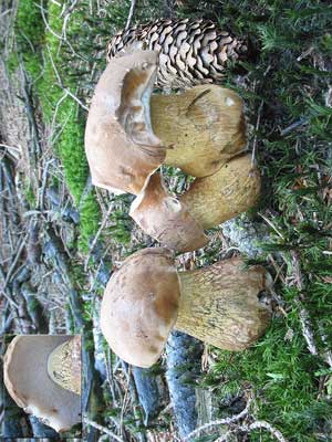 Tylopilus_felleus