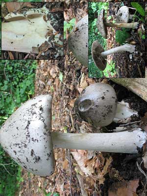 Volvariella_gloiocephala