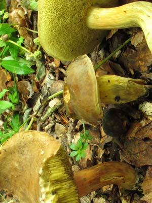 Xerocomus_communis