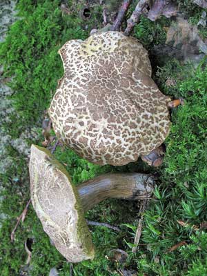 Xerocomus_porosporus