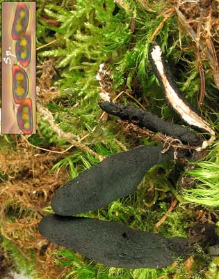 Xylaria_polymorpha