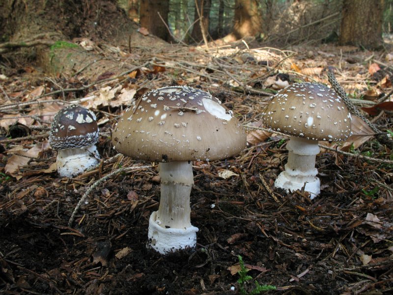 Amanita_pantherina_8128.JPG
