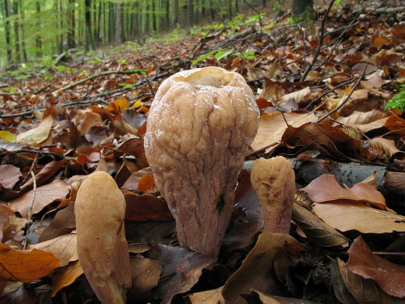 Clavariadelphus_pistillaris_Herkuleskeule_8088.JPG