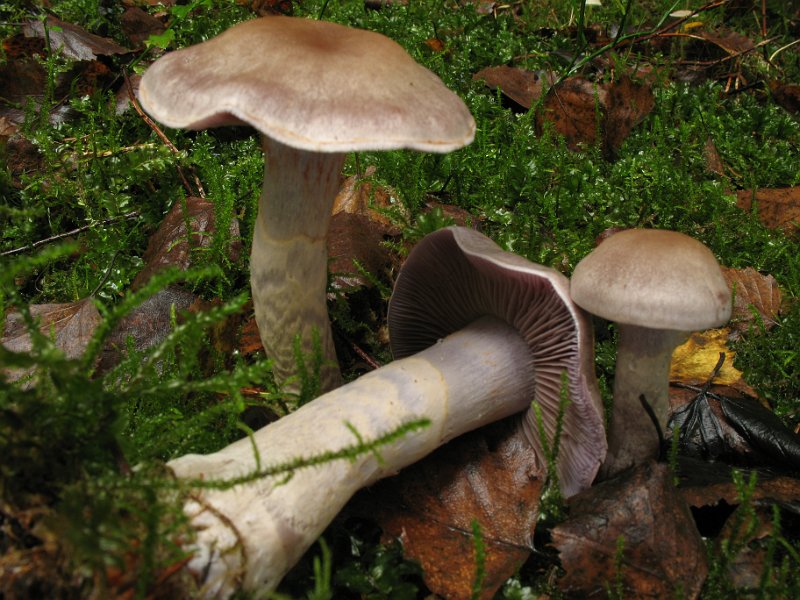 Cortinarius_anomalus_8384.JPG