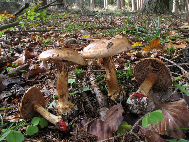 Cortinarius_aureopulverulentus_Goldstaub-Klumpfuss_8111.JPG