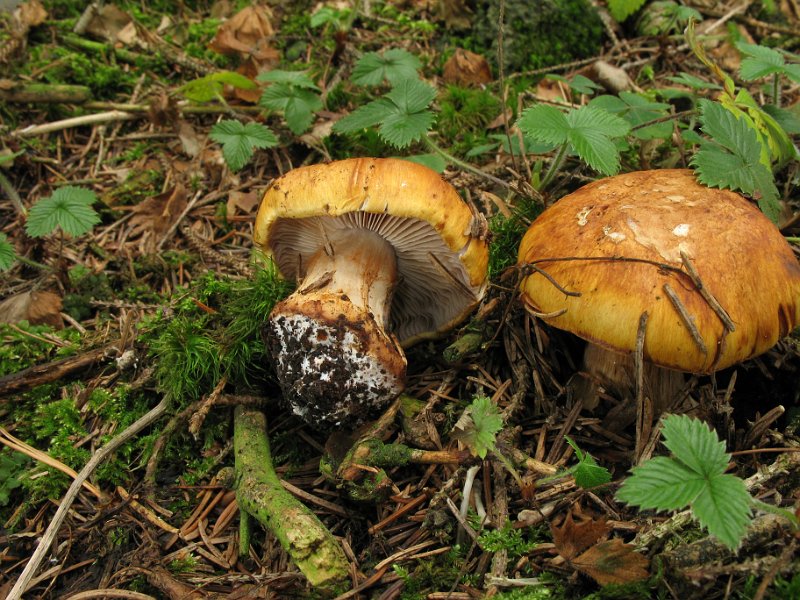 Cortinarius_calochrous_8213.JPG