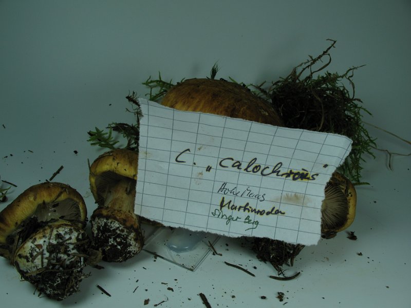 Cortinarius_calochrous_8287.JPG