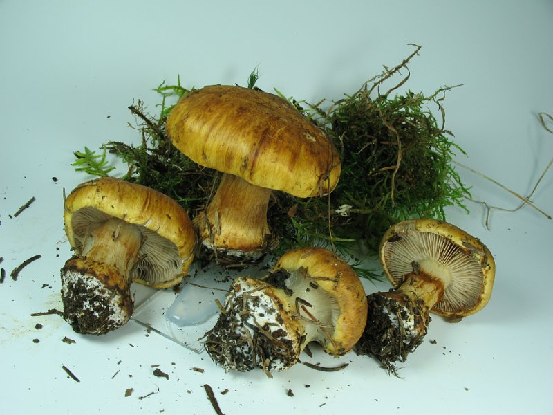 Cortinarius_calochrous_8290.JPG