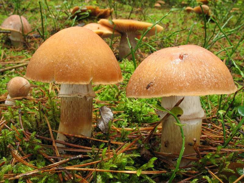 Cortinarius_caperatus_8324.JPG