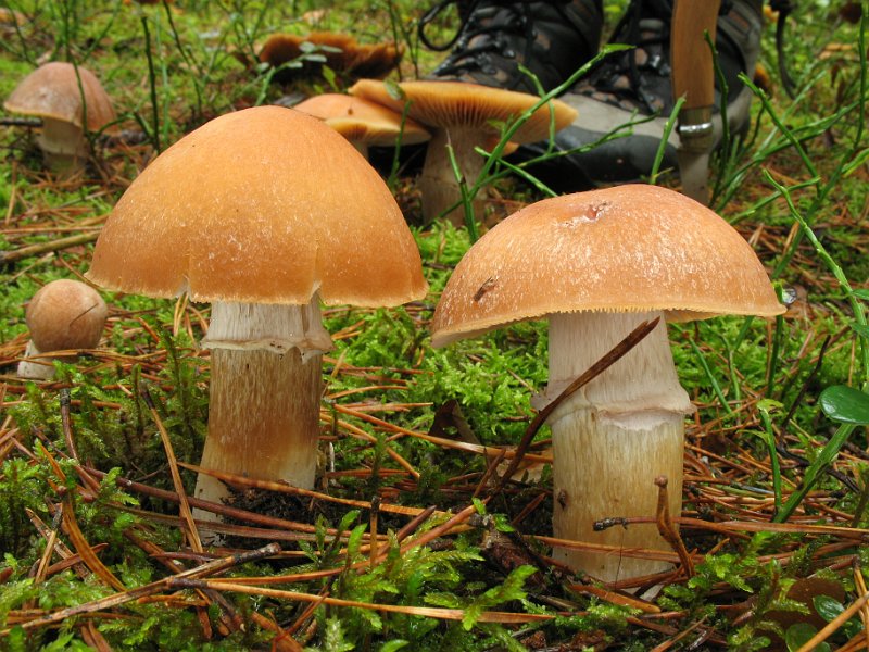 Cortinarius_caperatus_8326.JPG