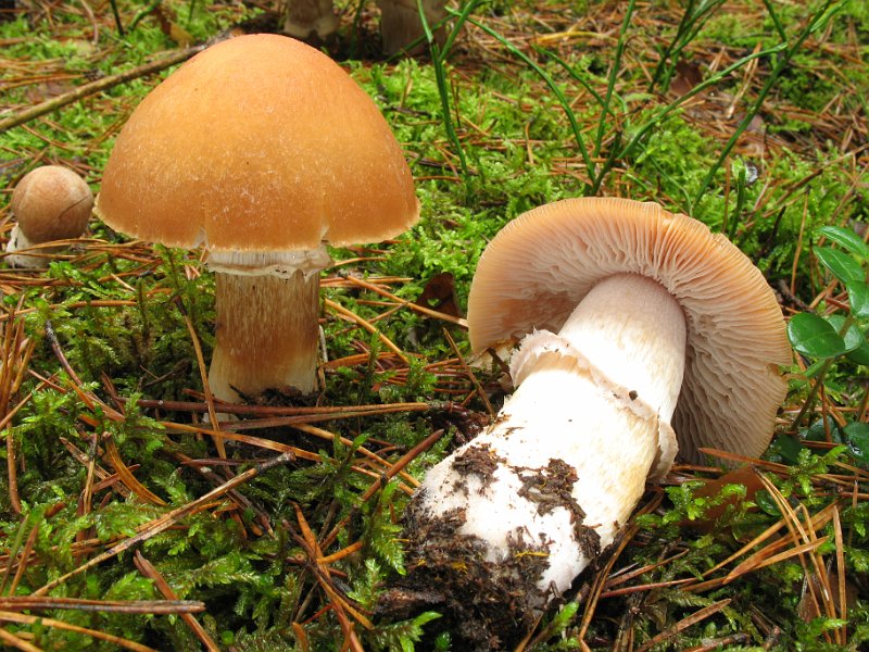 Cortinarius_caperatus_8327.JPG