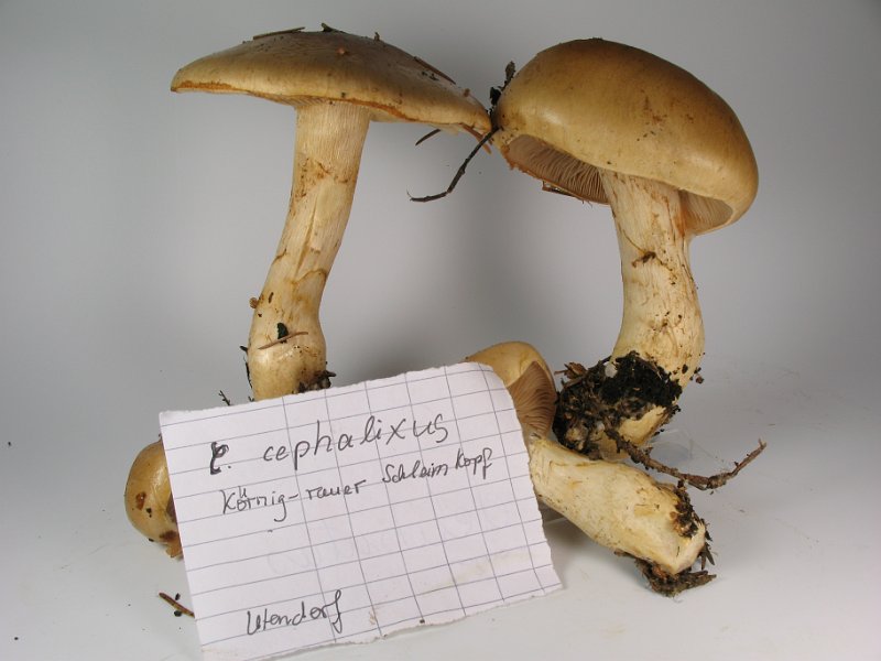 Cortinarius_cephalixus_Koernigrauher_Schleimkopf_8165.JPG