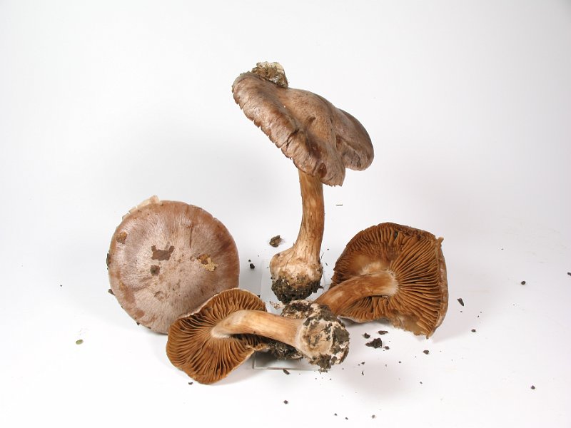 Cortinarius_chevassutii_Marmor-Dickfuss_8196.JPG