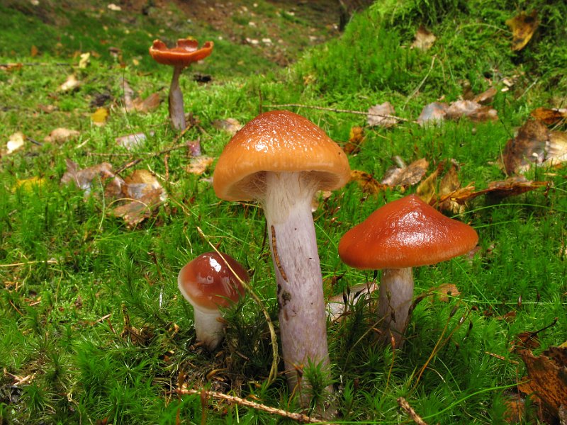 Cortinarius_collinitus_Blaustielschleimfuss_8372.JPG
