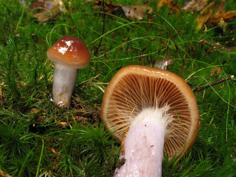 Cortinarius_collinitus_Blaustielschleimfuss_8375.JPG