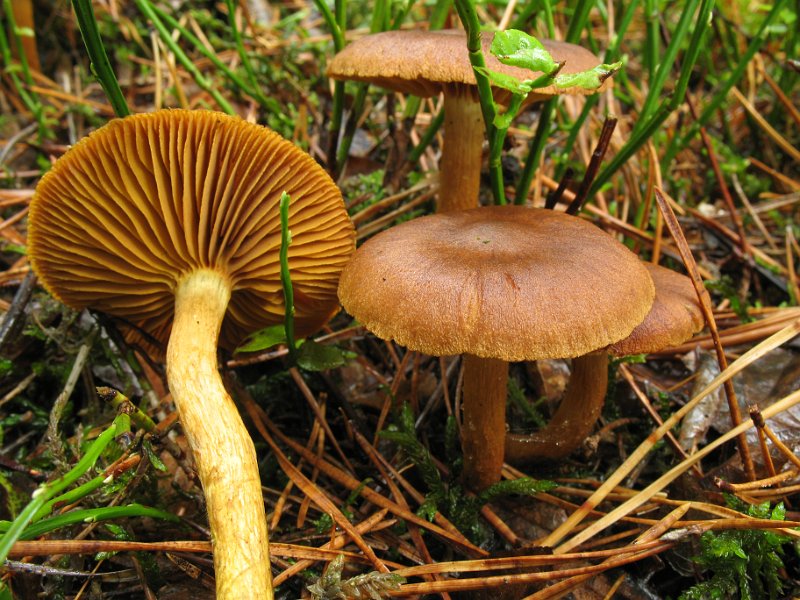Cortinarius_croceus_8316.JPG