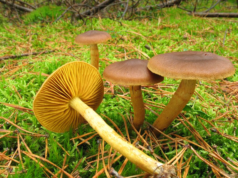 Cortinarius_croceus_8320.JPG