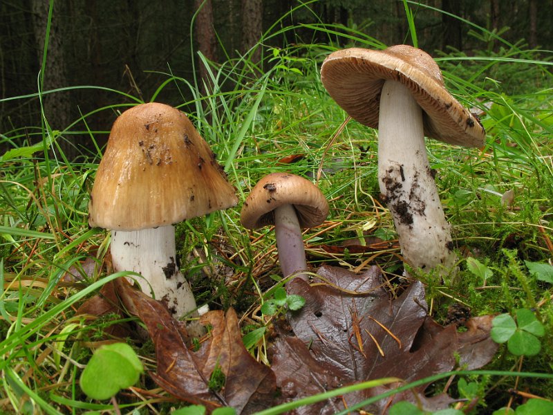 Cortinarius_elatior_8392.JPG