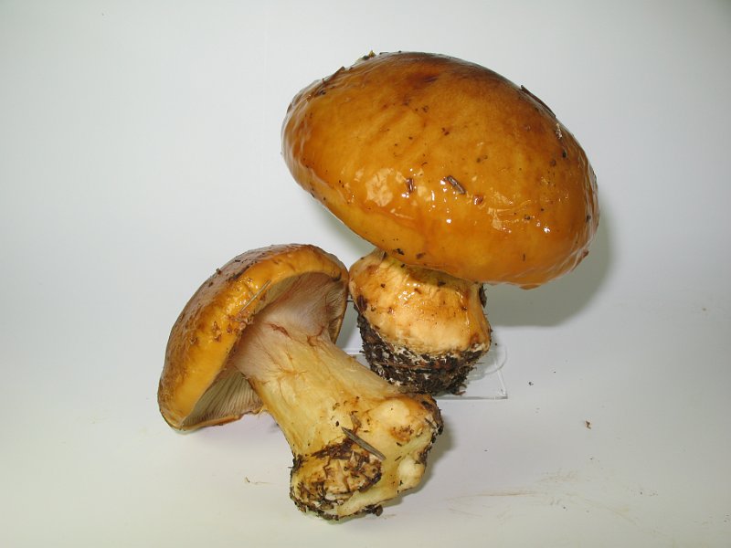 Cortinarius_elegantior_Strohgelber_Klumpfuss_8016.JPG