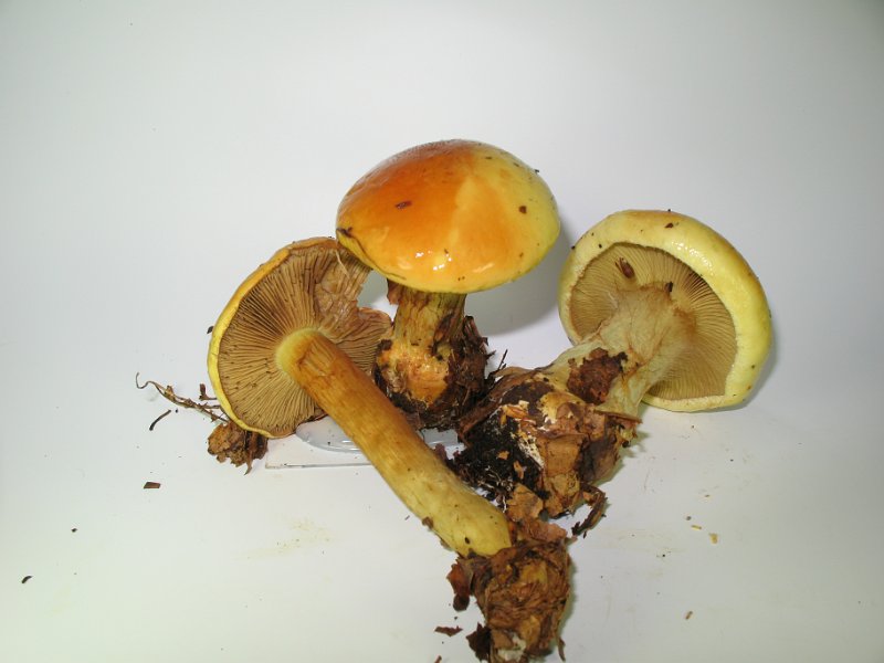 Cortinarius_elegantissimus_Praechtiger_Klumpfuss_7948.JPG
