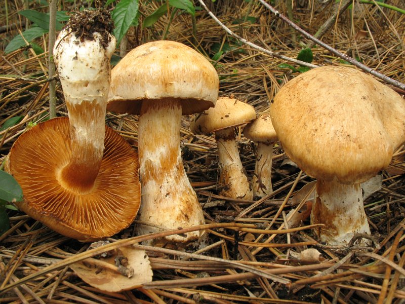 Cortinarius_fraudulosus_8264.JPG