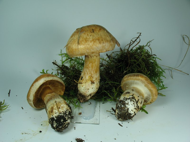 Cortinarius_fraudulosus_8276.JPG