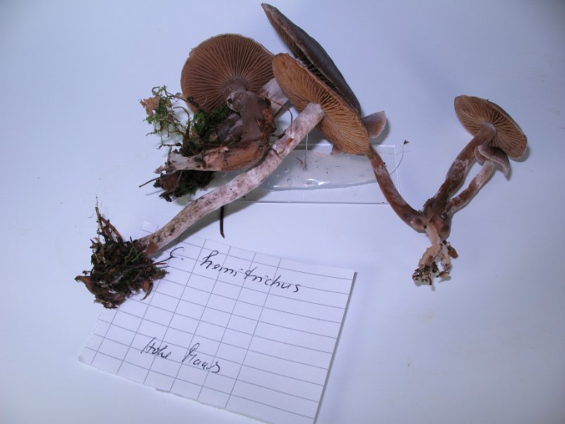 Cortinarius_hemitrichus_Weissflockiger_Guertelfuss_8031.JPG