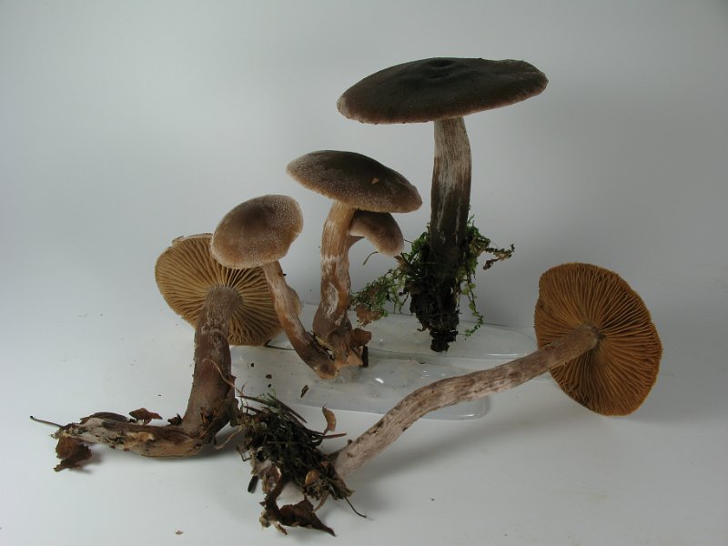 Cortinarius_hemitrichus_Weissflockiger_Guertelfuss_8032.JPG