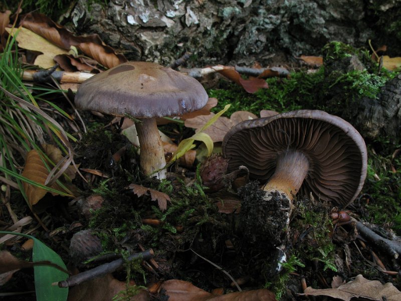 Cortinarius_infractus_7909.JPG
