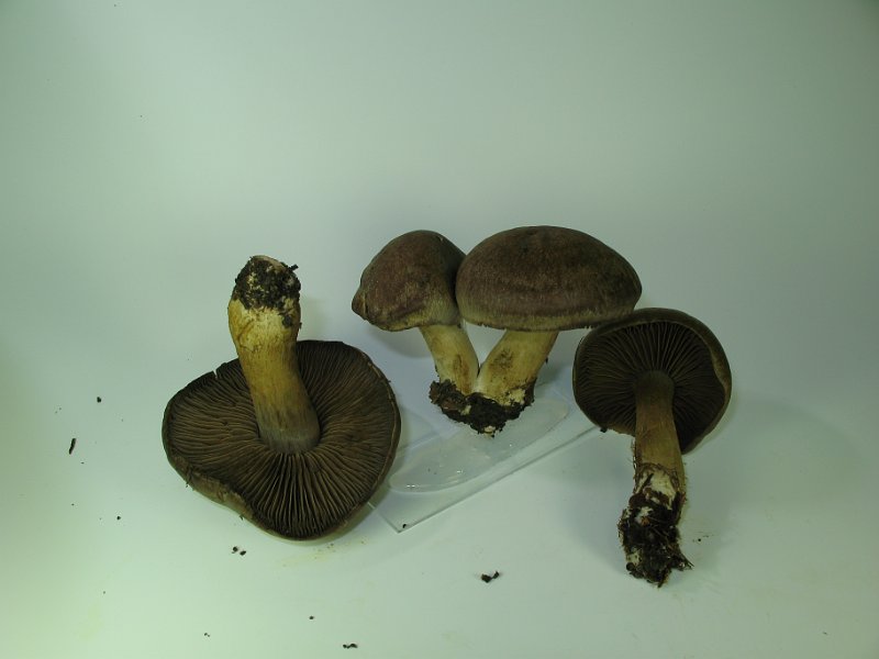 Cortinarius_infractus_7938.JPG