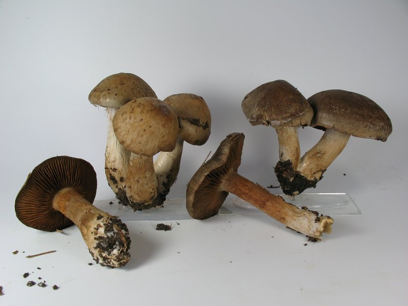 Cortinarius_infractus_8040.JPG