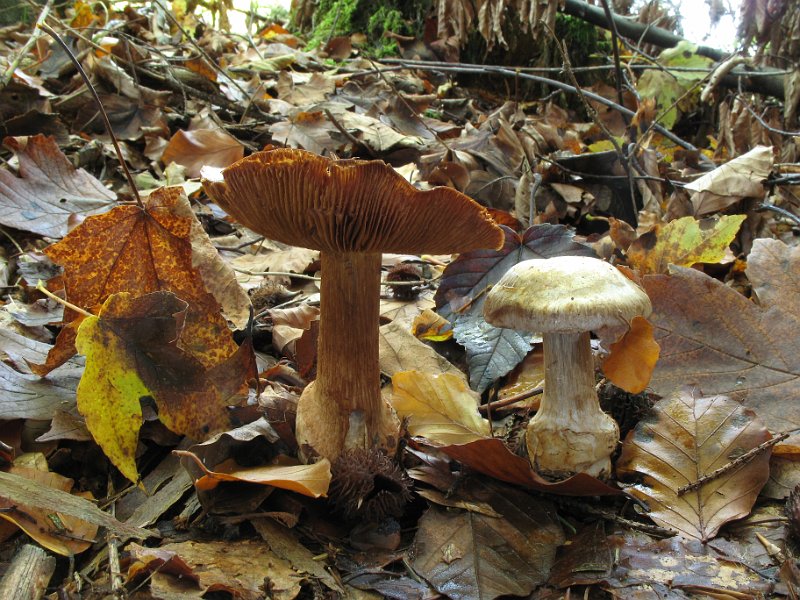 Cortinarius_luhmannii_Luhmanns_Klumpfuss_8001.JPG