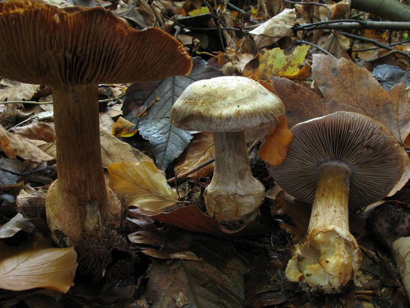Cortinarius_luhmannii_Luhmanns_Klumpfuss_8004.JPG