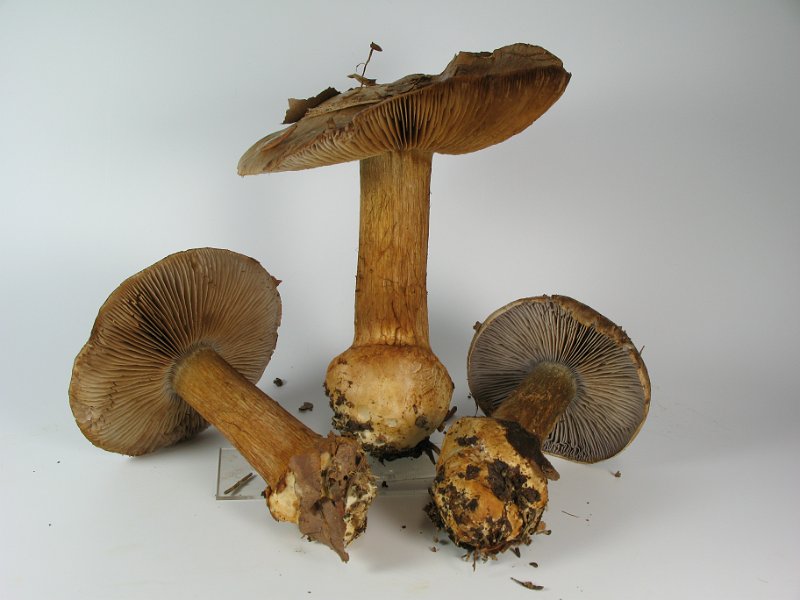 Cortinarius_luhmannii_Luhmanns_Klumpfuss_8026.JPG