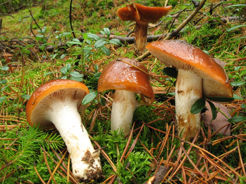 Cortinarius_mucosus_8337.JPG