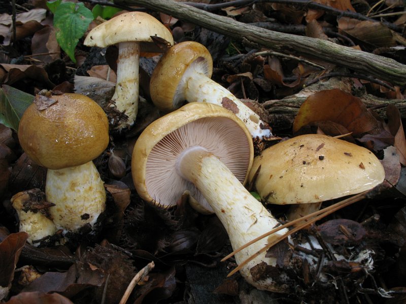 Cortinarius_olidus_Gelbgeguertelter_Schleimkopf_7900.JPG