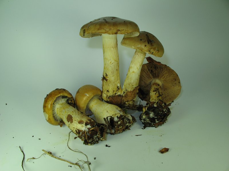 Cortinarius_olidus_Gelbgeguertelter_Schleimkopf_7941.JPG