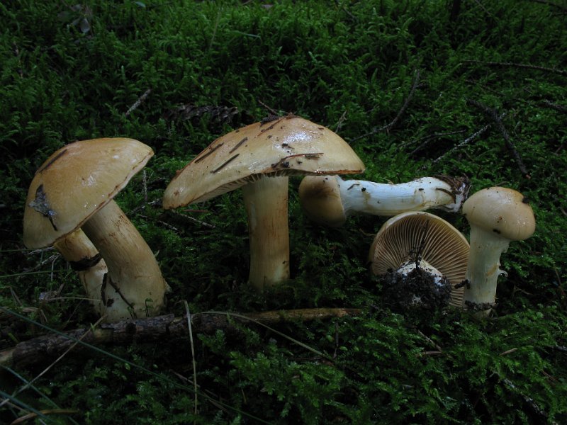 Cortinarius_percomis_Wuerziger_Schleimkopf_7978.JPG