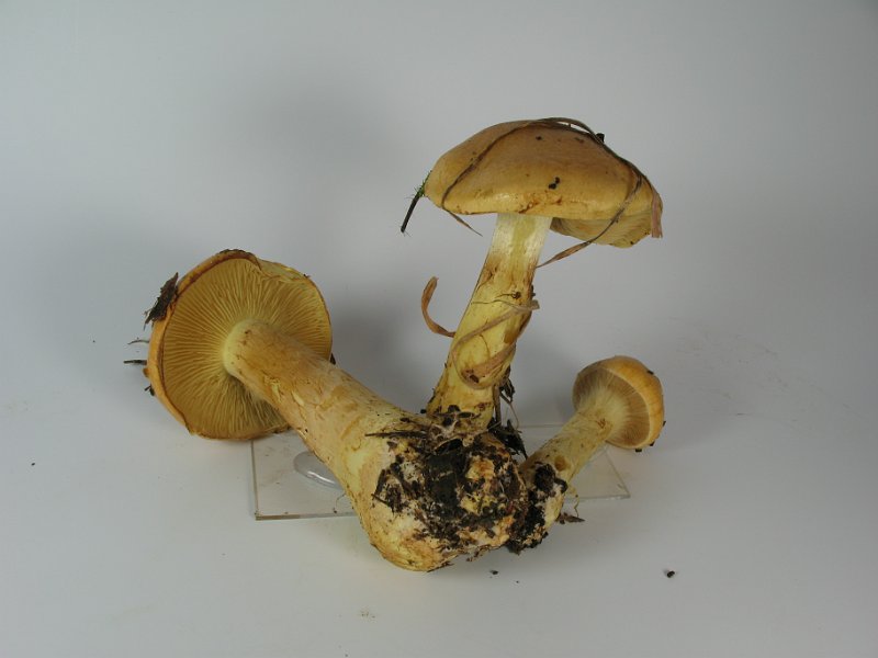 Cortinarius_percomis_Wuerziger_Schleimkopf_8021.JPG