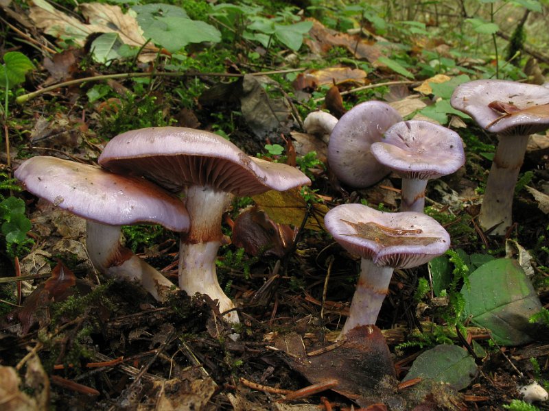 Cortinarius_salor_8241.JPG