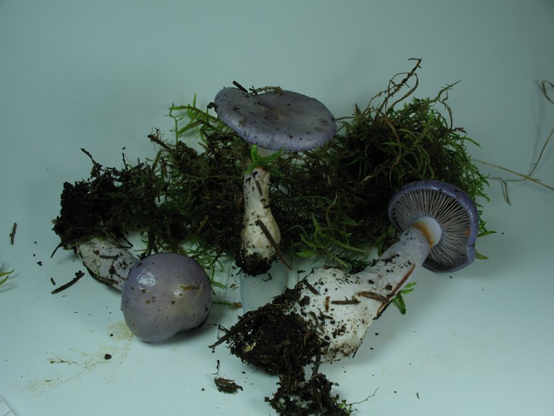 Cortinarius_salor_8279.JPG
