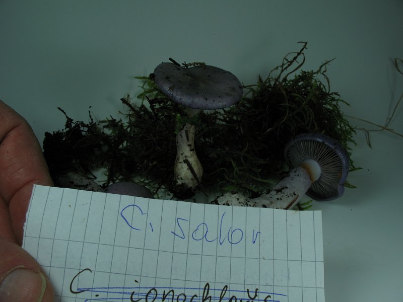 Cortinarius_salor_8280.JPG