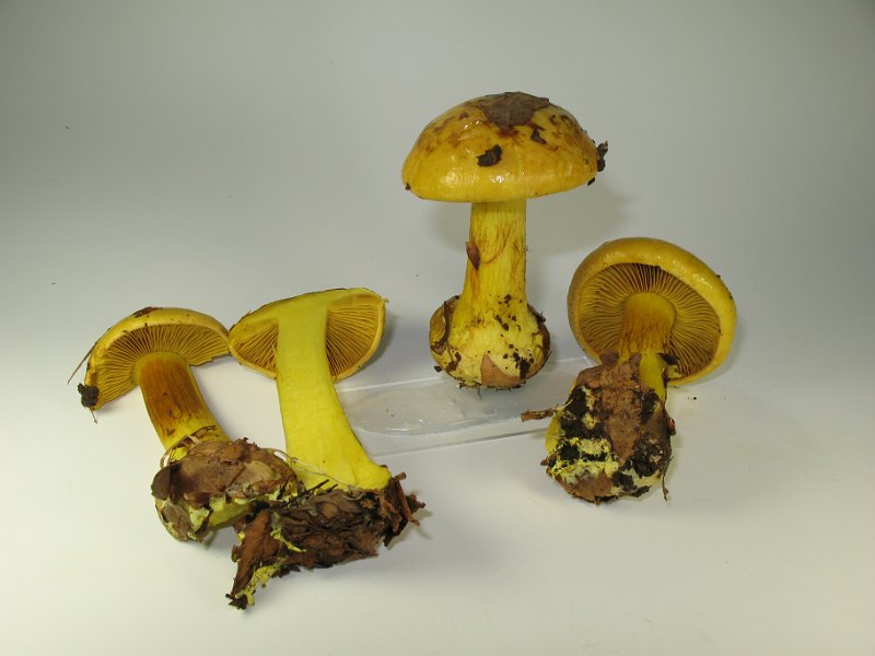 Cortinarius_splendens_7929.JPG
